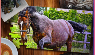 Jigsaw Puzzle Horses Edition